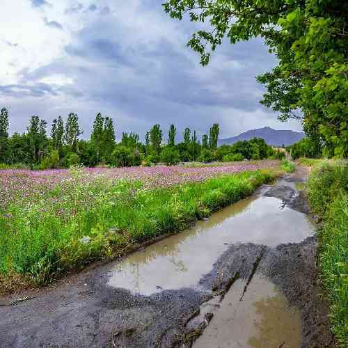 رضا پیشرو خون اژدها